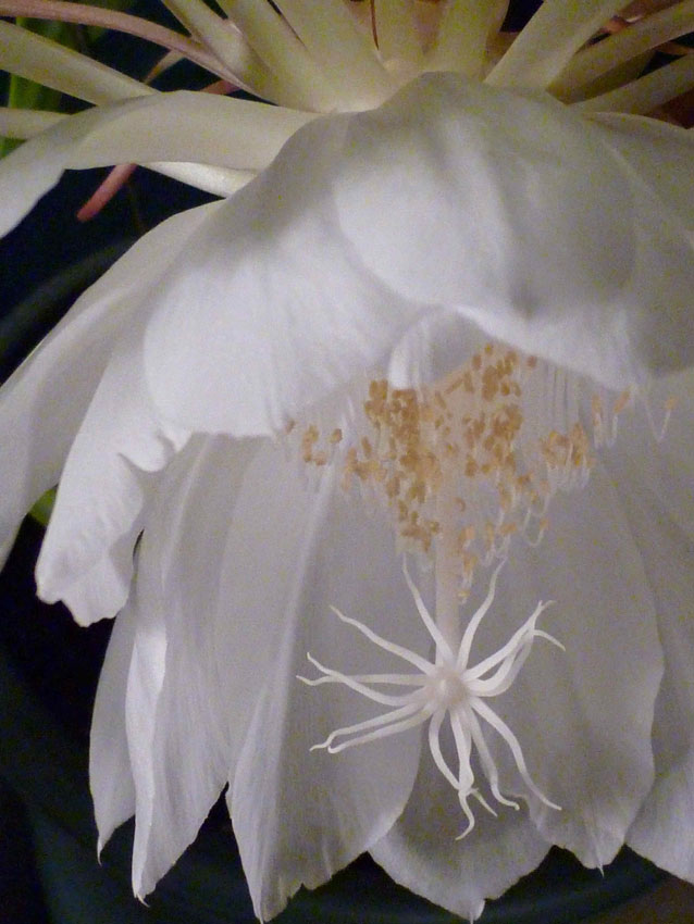 blooming goodness